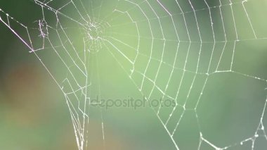Bir örümcek web closeup