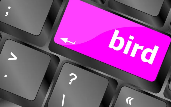 Tecla de teclado botón, teclado con palabra de pájaro — Foto de Stock