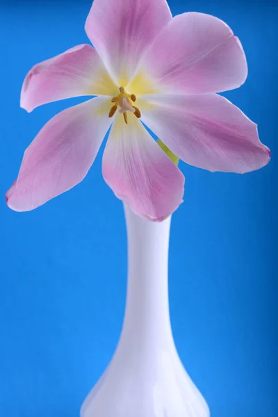 Pink tulips in vase isolated on abstract blue background — Stock Photo, Image
