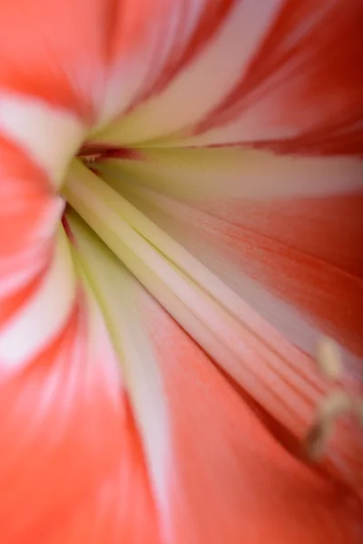 Flor de lírio vermelho. Fundo abstrato. extremo de perto — Fotografia de Stock