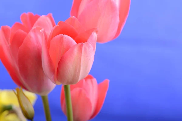 Bahar çiçekleri banner - demet kırmızı lale çiçek mavi zemin üzerine — Stok fotoğraf