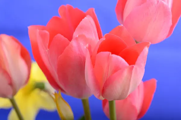 Flori de primăvară banner - buchet de flori de lalele roșii pe fundal albastru — Fotografie, imagine de stoc