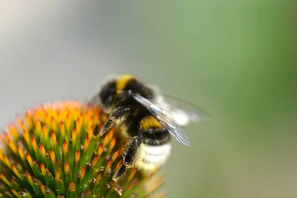 Bumble bee vliegen om te bloeien — Stockfoto