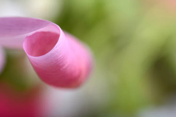 Banner de flores de primavera - flores de tulipa rosa em fundo abstrato — Fotografia de Stock