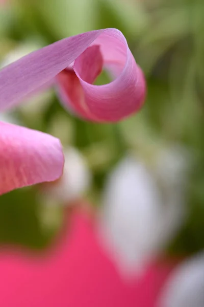 Banner de flores de primavera - flores de tulipa rosa em fundo abstrato — Fotografia de Stock