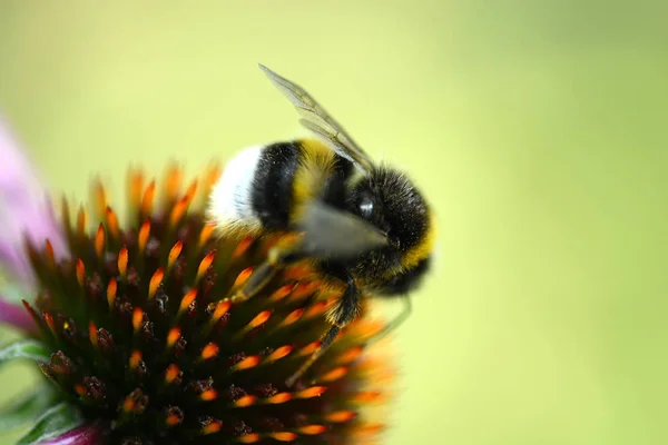 Закрыть Bumble Bee на желтый цветок. Пчёлы-стригущие листья . — стоковое фото