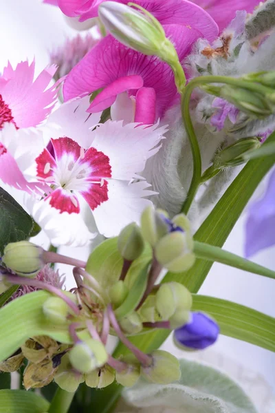 Prachtige roze bloemen en groene bladeren close-up — Stockfoto