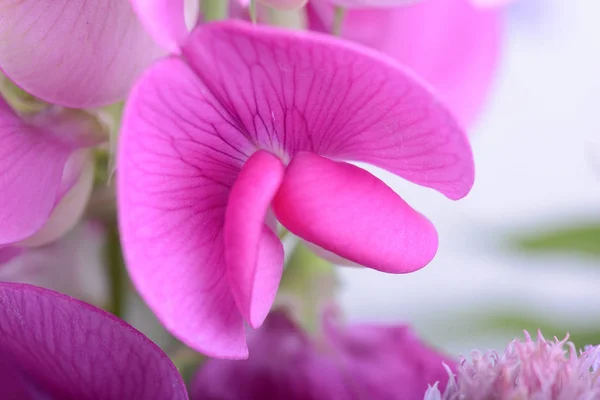 Beautiful pink flowers and green leaves close up — Stock Photo, Image