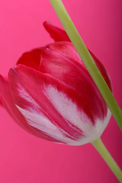 Close up van rode tulpen bloeien op rode achtergrond — Stockfoto