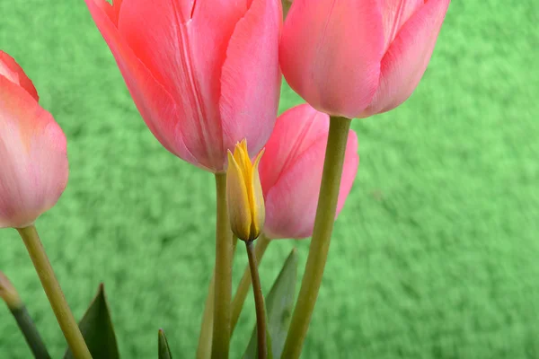 Frühlingsblumen-Banner. Bund rosa Tulpenblüten auf abstraktem Hintergrund. Nahaufnahme — Stockfoto