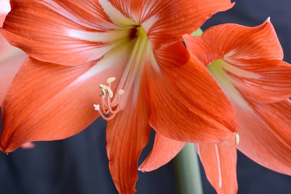 Rote Lilienblüte. Abstrakter Hintergrund. Nahaufnahme. — Stockfoto