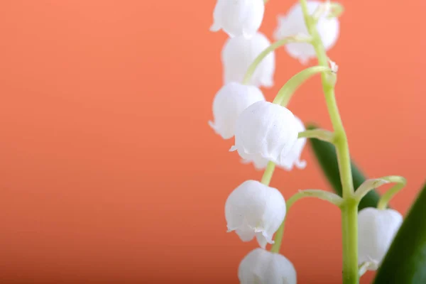 Liljekonvaljer på en orange bakgrund närbild — Stockfoto