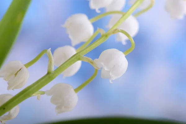 Liljekonvaljer på en blå bakgrund närbild — Stockfoto