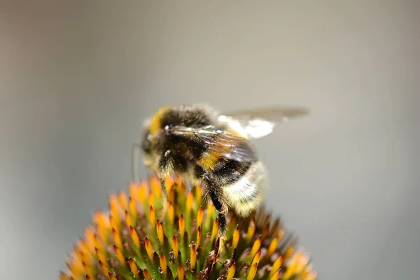 Deep Focus of Working Honey Bee. Close up