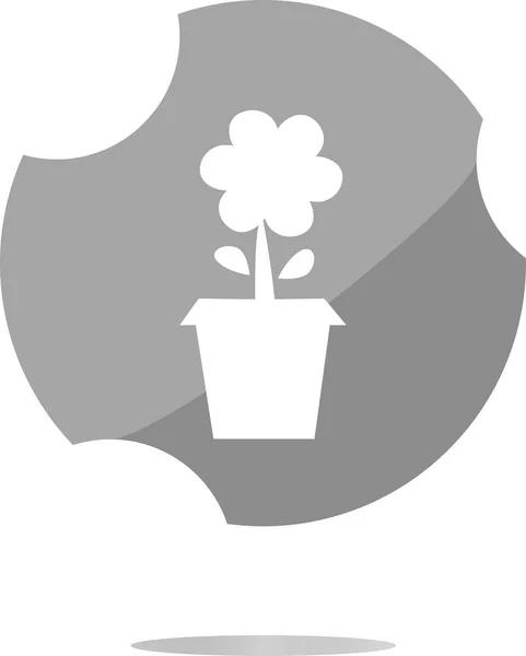 Plantera i blomkruka isolerad på vit — Stockfoto