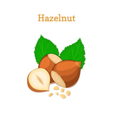 Fındık yaprakları ile. Beyaz arka planda yazdırma broşürler sağlıklı ve vejetaryen diyet ambalaj tasarım öğesi kullanılabilmesi için izole bir avuç Fındık ceviz vektör çizim