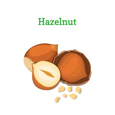 Fındık fındık ve broşürler sağlıklı vejetaryen diyet baskı ambalaj tasarım öğesi kullanılabilmesi için beyaz arka plan üzerinde izole kabuk soyulmuş bir avuç fındık illüstrasyon vektör