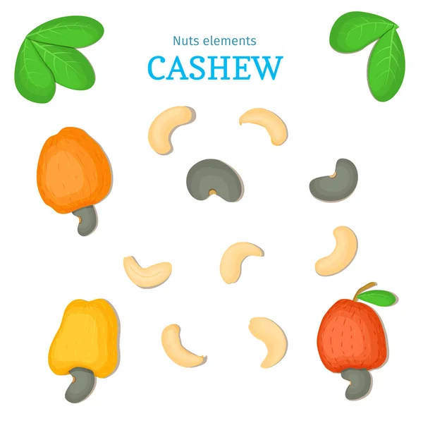 Διάνυσμα σύνολο των ξηρών καρπών. Φρούτα Κάσιου καρπών με κέλυφος, ολόκληρα, καθαρισμένα, κομμάτι μισό, καρυδιού με κέλυφος, φύλλα. Συλλογή cashewnut σχεδιαστών στοιχεία για χρήση σε συσκευασία σχεδιασμός έργων Φέιγ βολάν υγιεινή διατροφή — Διανυσματικό Αρχείο