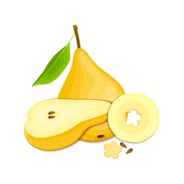 Samenstelling van verschillende peren. Gele vector pear vruchten hele en smakelijk op zoek segment. Groep lekker kleurrijk ontwerp voor de verpakking SAP, Ontbijt, gezond eten en vegetarisme — Stockvector