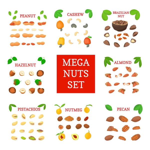 Mega somun vektör kümesi. Pecans, fındık, fıstık, küçük hindistan cevizi, badem, Mahun cevizi, Brezilya fıstığı, fıstık. Sekiz farklı beslenme hakkında broşür, ambalaj tasarımı için fındık