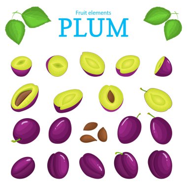 Mor Meyve vektör kümesi. Erik meyve, Bütün, soyulmuş, yarım parça, dilim yaprak, tohum. Tasarım projeleri el ilanı sağlıklı beslenme ambalaj toplama lezzetli kırmızı Erik tasarımcı öğeleri için kullanın
