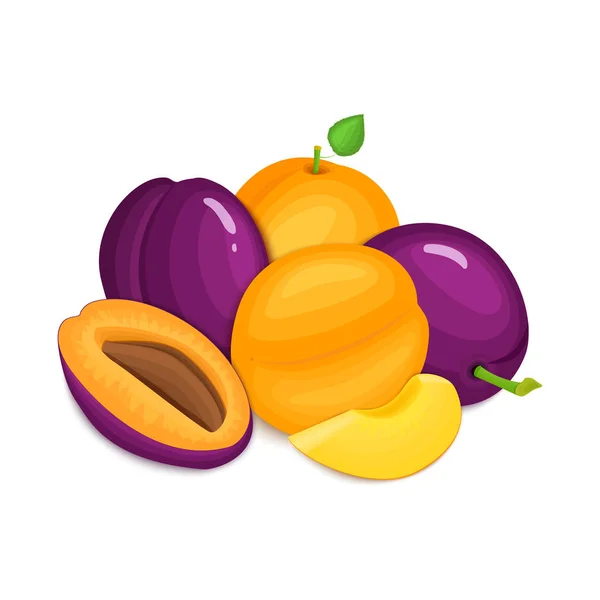 Komposition aus saftigen Pflaumen und Aprikosen. reife Vektor-Aprikosenpflaumenfrüchte ganze Scheiben appetitlich aussehend. Gruppe schmackhaft für die Gestaltung der Verpackung Saft, Frühstück gesunde Ernährung vegan — Stockvektor