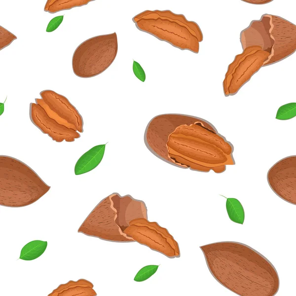 Pola vektor kacang pecan mulus. Ilustrasi kacang kupas dan dalam cangkang yang diisolasi di latar belakang putih dapat digunakan sebagai alat cetak elemen perancangan kemasan dalam pola makan vegetarian yang sehat - Stok Vektor