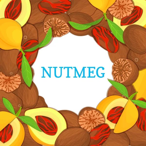 Quadro colorido redondo composto de frutas de especiarias Nutmeg. Ilustração do cartão vetorial. nozes, com casca, inteiras, sem casca, folhas apetitosas à procura de embalagens de design de alimentos saudáveis —  Vetores de Stock