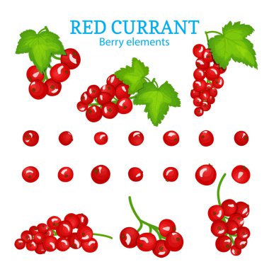 Vektör kümesi taze kırmızı kuş üzümü.