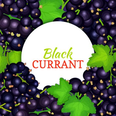 Olgun Siyah frenk üzümü arka plan üzerinde yuvarlak beyaz etiket. Vektör kartı çizim. Ambalaj tasarımı, suyu, reçel, dondurma, smoothies, Detoks, kozmetik krem için siyah dut taze ve sulu Frenk üzümü çerçeve.
