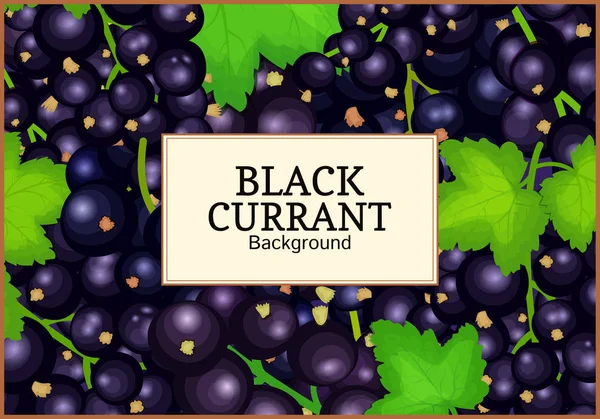 Olgun Siyah frenk üzümü arka plan üzerinde dikdörtgen etiket. Vektör kartı çizim. Ambalaj tasarım suyu, reçel, dondurma, smoothies, Detoks, kozmetik krem için siyah dut dalı taze ve sulu Frenk üzümü