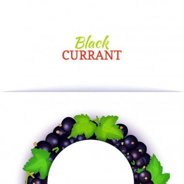 Yarım daire renkli çerçeve lezzetli Siyah frenk üzümü meyve oluşur. Vektör kartı çizim. Mavi Frenk üzümü berry yarı yuvarlak çerçeve tasarımı gıda ambalaj suyu kahvaltı kozmetik çay için detoks diyet.