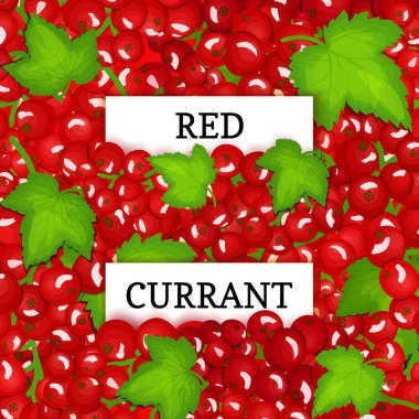 İki dikdörtgen etiket kırmızı dut arka plan üzerinde beyaz. Vektör kartı çizim. Frenk üzümü meyve ve yaprakları ambalaj tasarım suyu, reçel, dondurma, smoothies, Detoks, kozmetik, çay için.