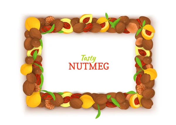 Rectangle horizontal frame composed of delicious nutmeg. Vector card illustration. Nuts spice frame, nutmeg fruit in the shell, whole, shelled, leaves, for packaging design of healthy food — Stock Vector