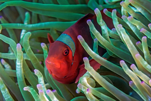 Röd Vitsippor Indonesien Banda Stockfoto