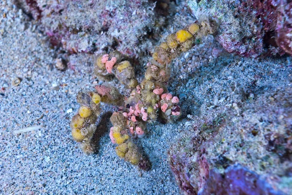 印度尼西亚 珊瑚礁上的螃蟹装饰工 图库图片