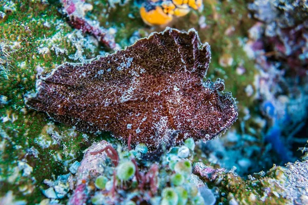 インドネシアバンダ ネイラ サンゴ礁の葉魚 — ストック写真