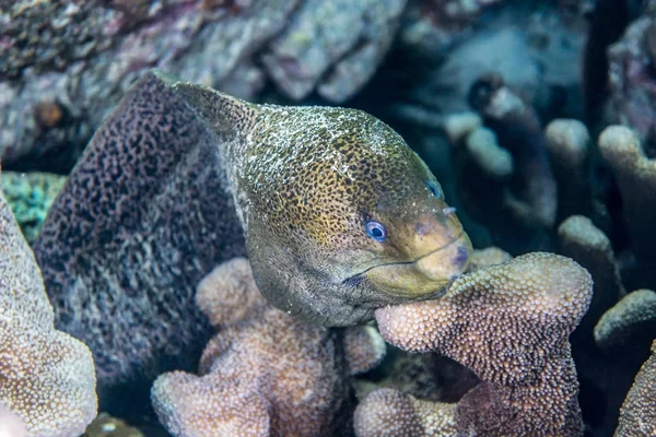 Jättemoray Fisk Indonesien Banda Neira Vatten — Stockfoto