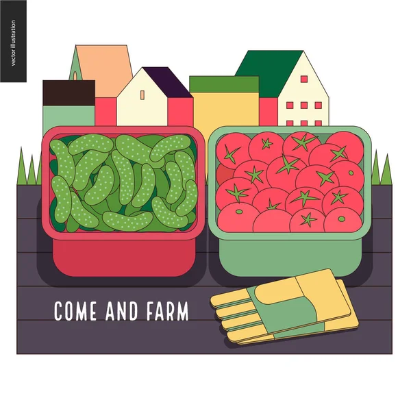 Agricultura urbana e jardinagem - colheita de pepinos e tomates — Vetor de Stock