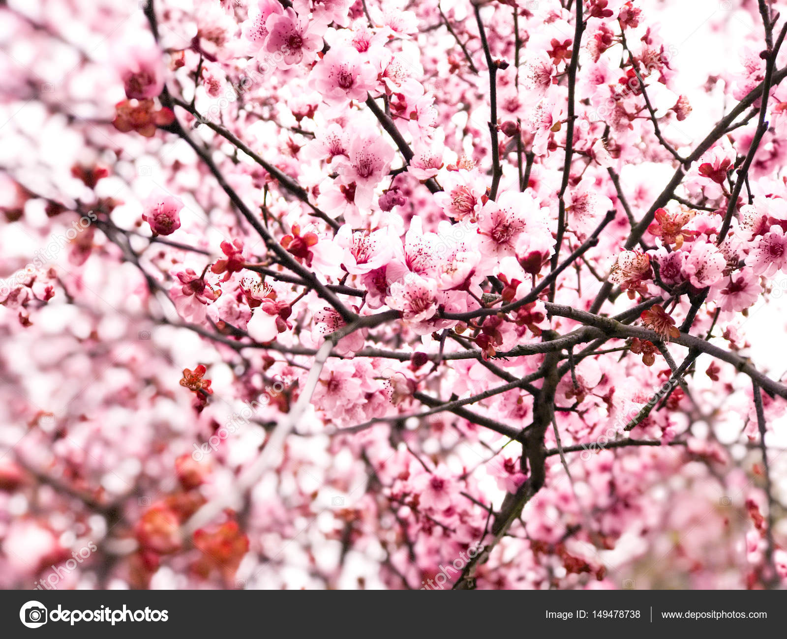 Springtime cherry blossom background — Stock Photo © meikis #149478738