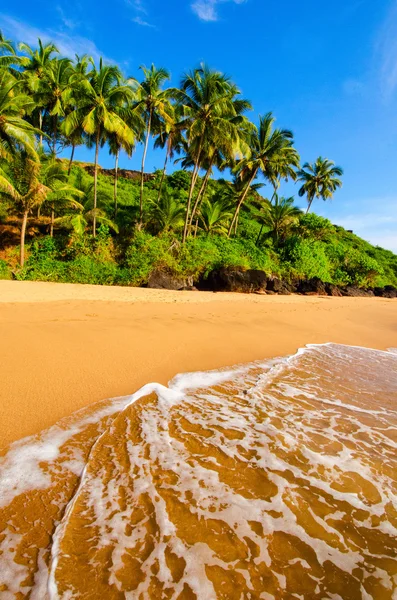 Beautiful landscape in Goa — Stock Photo, Image