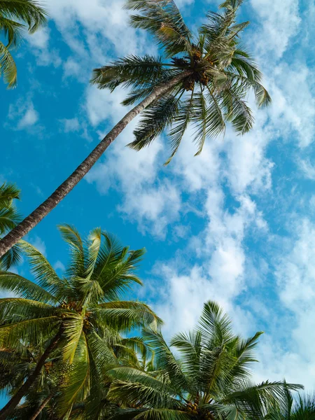 Palm trees and sky — Stock Photo, Image