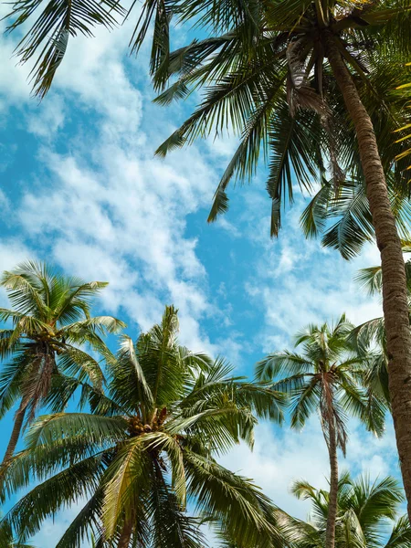 Palm trees and sky — Stock Photo, Image