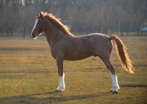 Красивая коричневая лошадь, стоящая в поле — стоковое фото