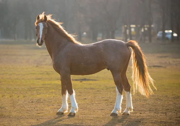 Belo cavalo marrom de pé em um campo — Fotografia de Stock