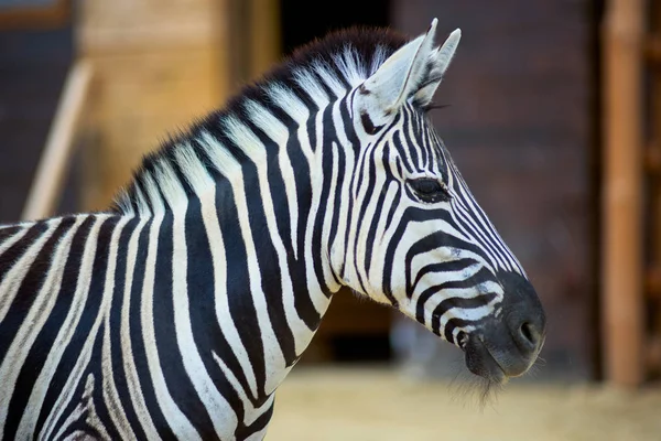 Zebra på natur — Stockfoto