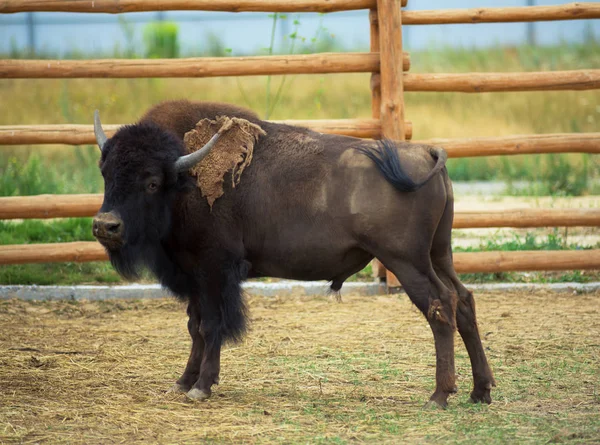 Hayvanat bahçesinde, bufalo — Stok fotoğraf