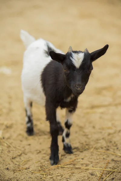 Cabra pequeña blanco y negro —  Fotos de Stock