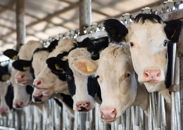 Krávy na daleké — Stock fotografie