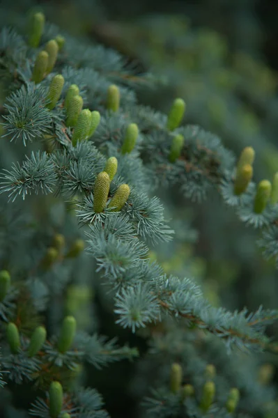 Cedar wood and bumps on it — Stock Photo, Image